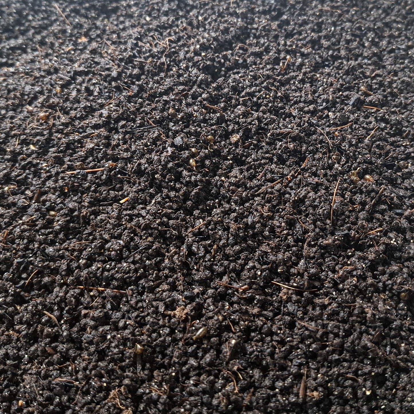 WORM CASTINGS for Hermit Crabs with Oyster Shells and Azomite.