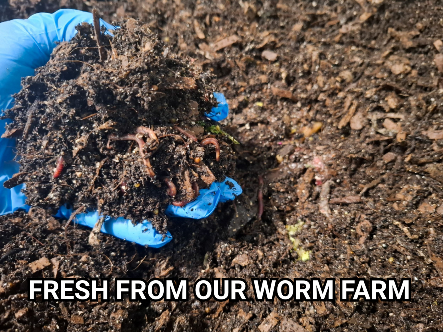 WORM CASTINGS for Hermit Crabs with Oyster Shells and Azomite.