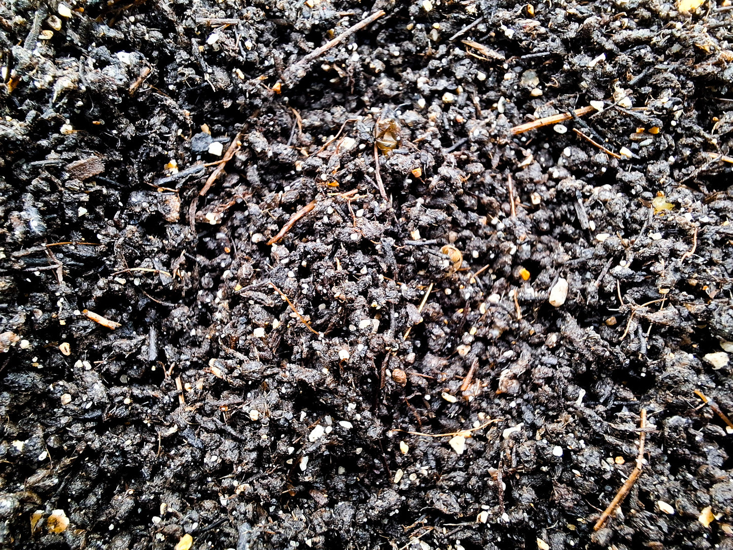 WORM CASTINGS for Hermit Crabs with Oyster Shells and Azomite.