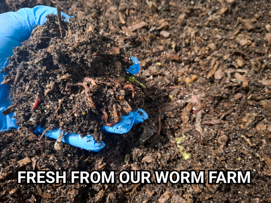 WORM CASTINGS for Hermit Crabs with Oyster Shells and Azomite.