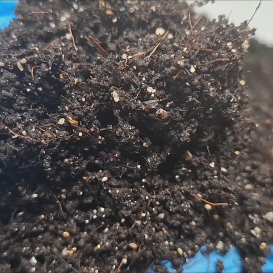 12 oz WORM CASTINGS for Hermit Crabs with Oyster Shells and Azomite.